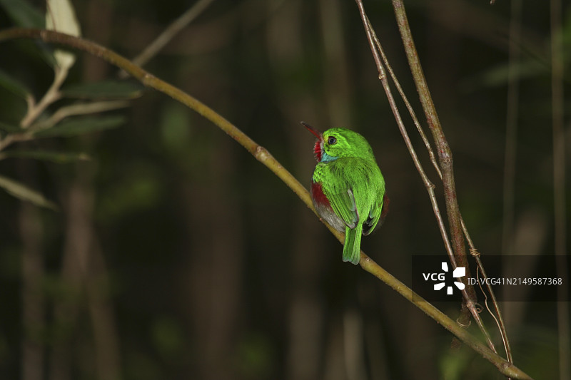 古巴䳍图片素材