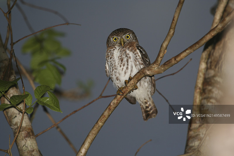 古巴侏儒猫头鹰图片素材