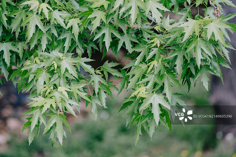 银色枫叶图片素材