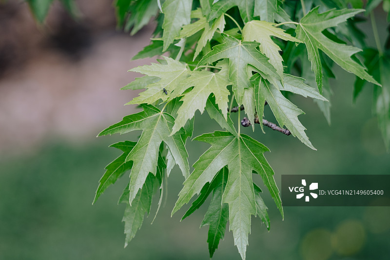 银色枫叶图片素材