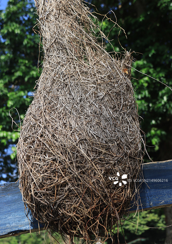 拟鹂鸟巢特写图片素材