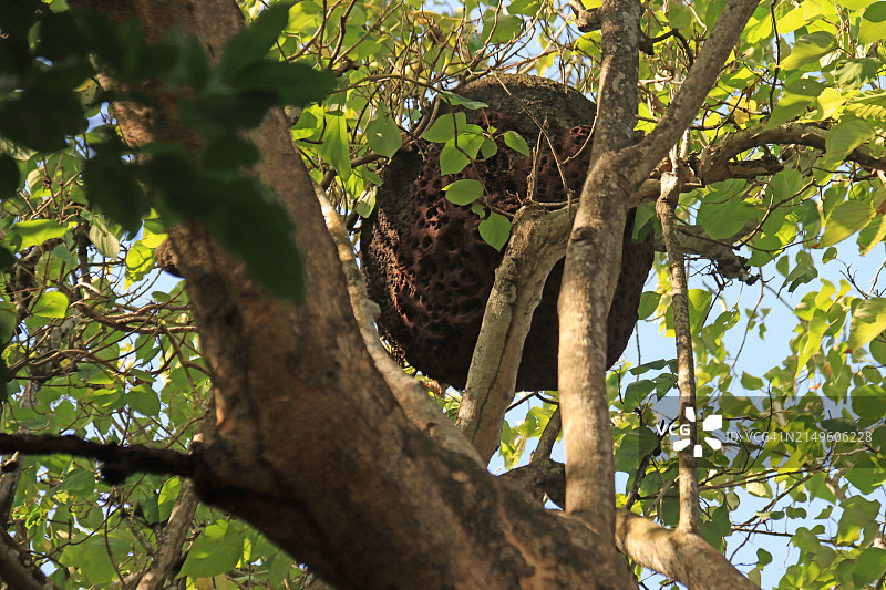 树上的白蚁巢图片素材