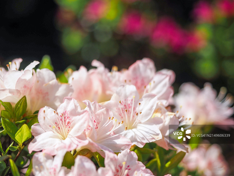 杜鹃花图片素材