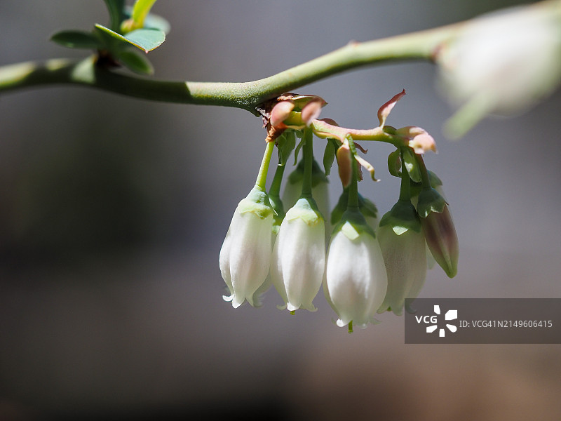 蓝莓花图片素材