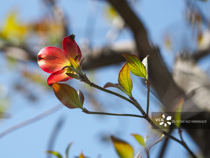 山茱萸图片素材