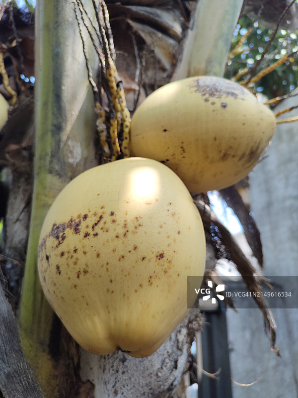 象牙色椰子图片素材