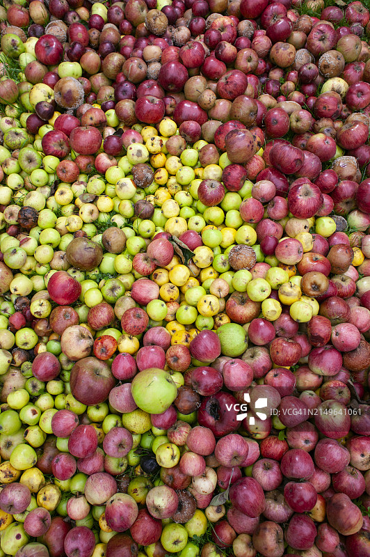 腐烂的苹果酒图片素材