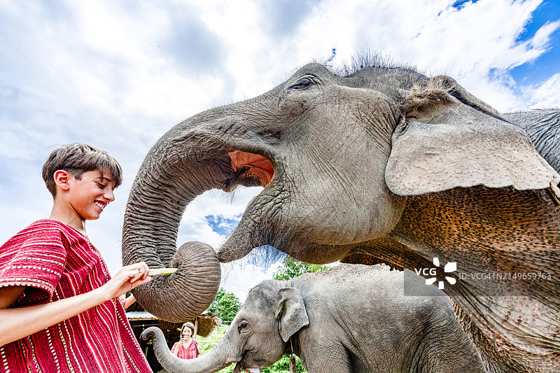 快乐男孩和家人一起喂大象图片素材