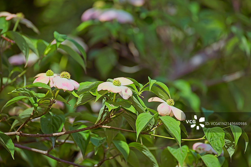 四照花图片素材
