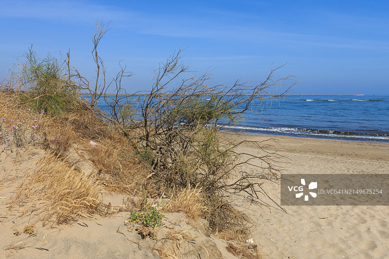 沙滩上的草图片素材