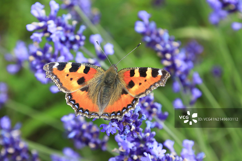 荨麻疹蛱蝶停留在野花上图片素材