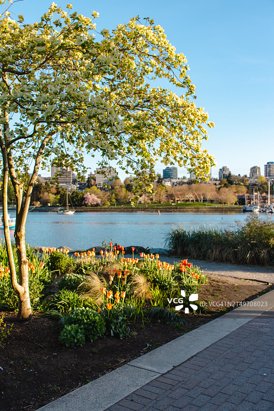 温哥华春日花园景色图片素材