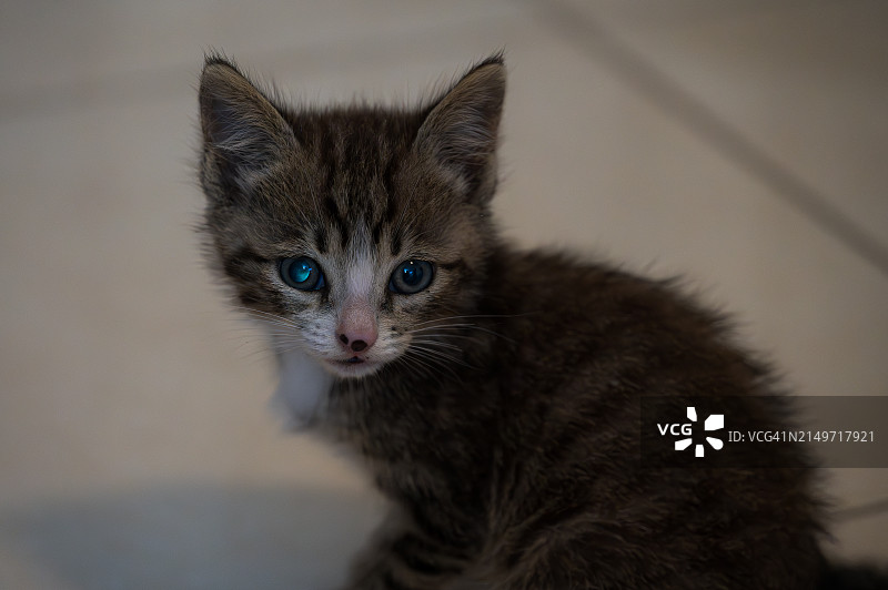 小猫特写，意大利图片素材