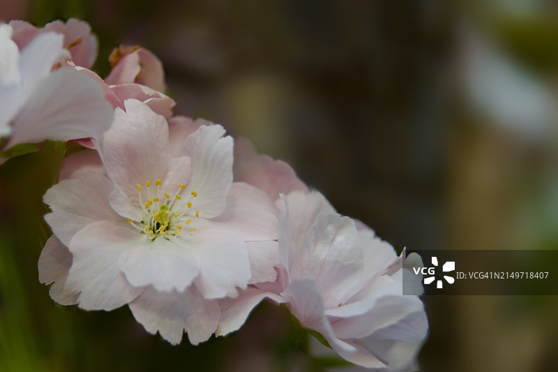美国华盛顿州柯克兰市的白色樱花特写图片素材