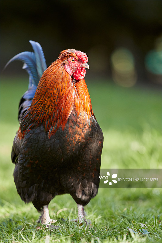 田野上的公鸡特写，比利时图片素材