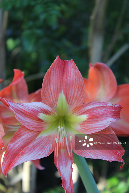 红色百合特写，美国佛罗里达州皮内拉斯帕克图片素材