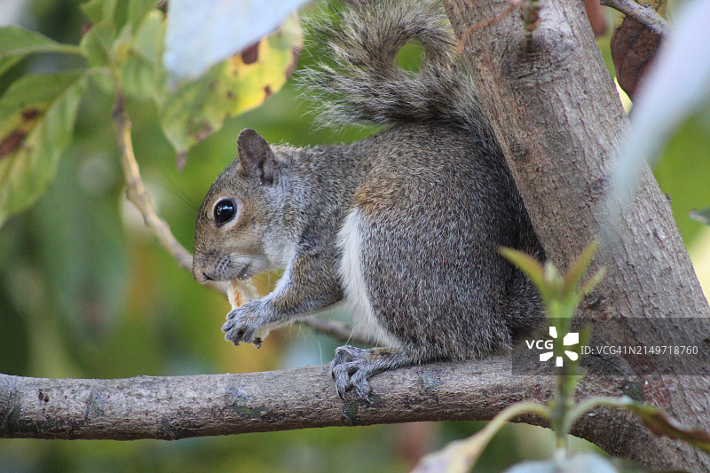 美国佛罗里达州皮内拉斯帕克树上的松鼠特写图片素材