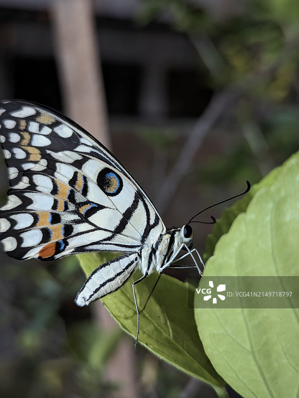 停留在树叶上的蝴蝶特写，印度马哈拉施特拉邦那格浦尔图片素材