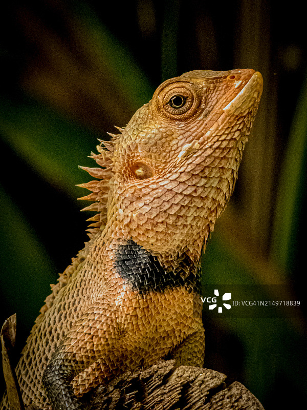 鬣蜥特写图片素材