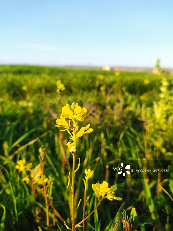 土耳其蝙蝠侠市黄色花卉植物特写图片素材