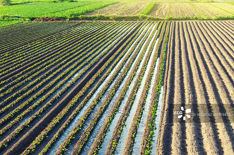 农田的全画幅照片图片素材