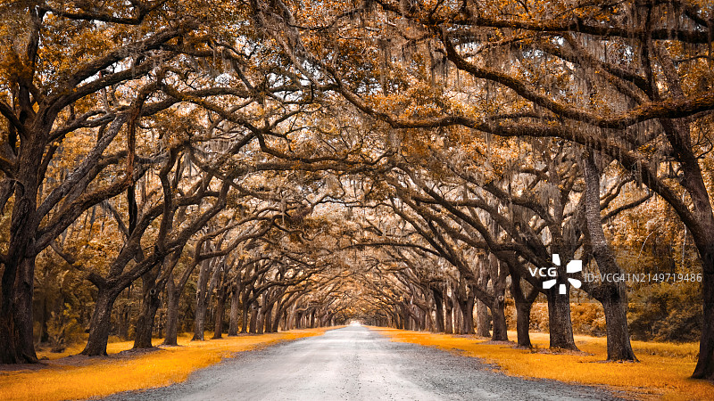 佐治亚州萨凡纳森林中树木旁的空旷道路图片素材