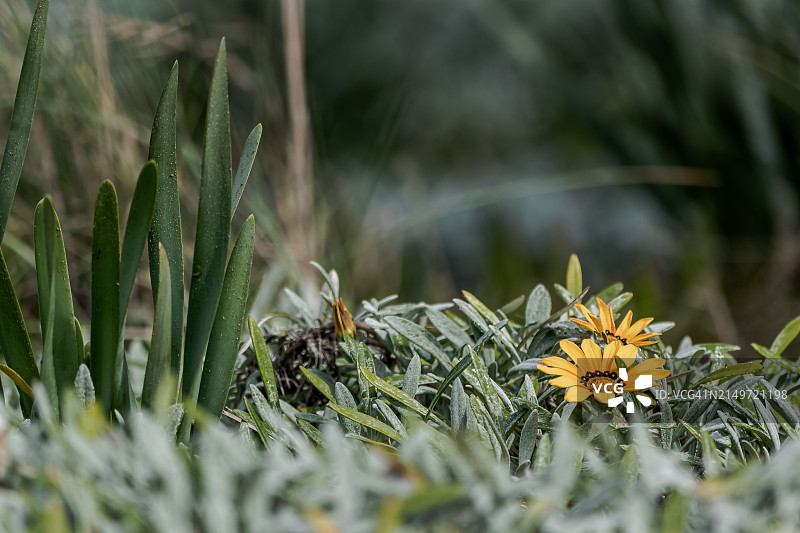 田野上黄色开花植物的特写，意大利罗马拉迪斯波利图片素材