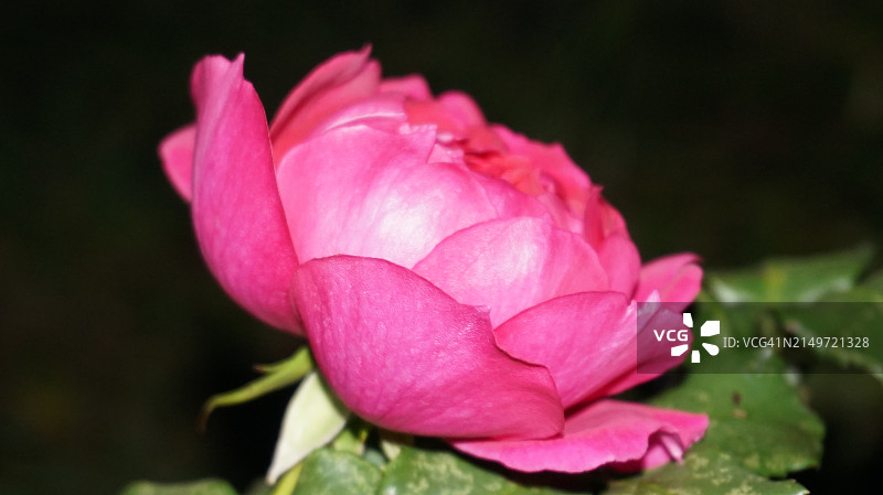 粉色玫瑰的特写图片素材