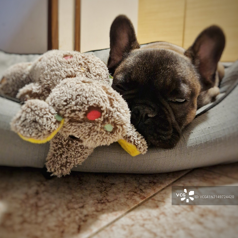 猫咪在家里的床上睡觉的特写图片素材