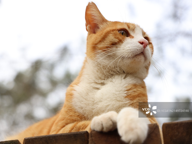 猫看向别处的特写图片素材