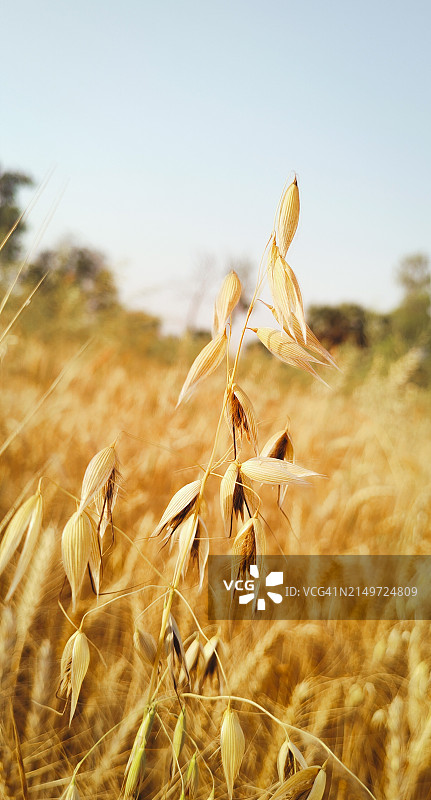 晴空下的麦田特写图片素材