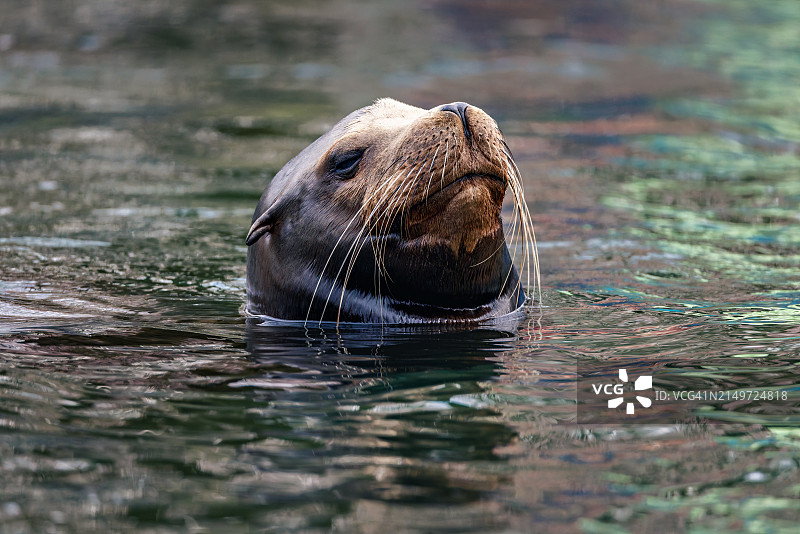 海豹在海中游泳的特写图片素材
