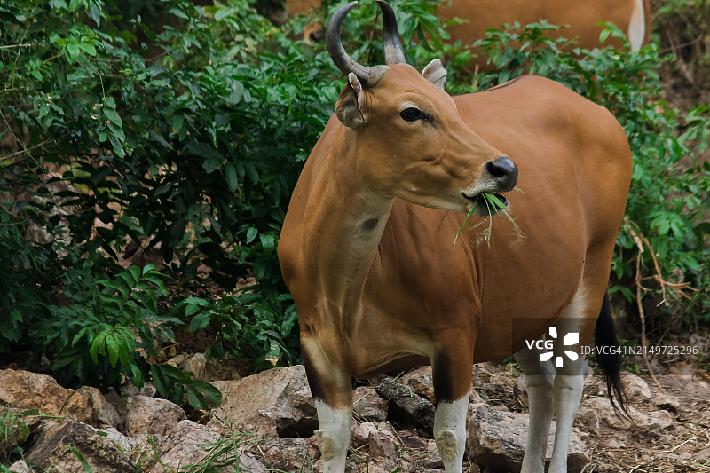 奶牛站在田野上的肖像图片素材