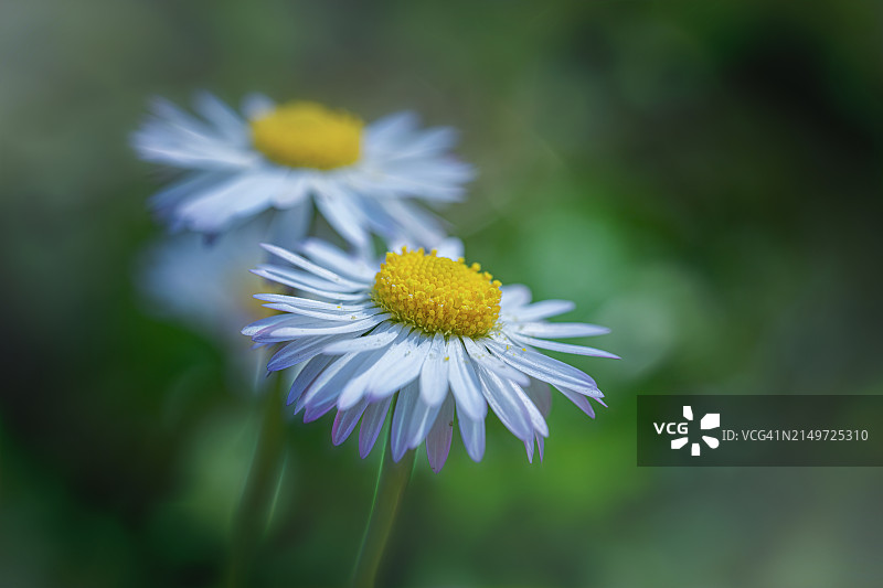白色雏菊特写，法国图片素材