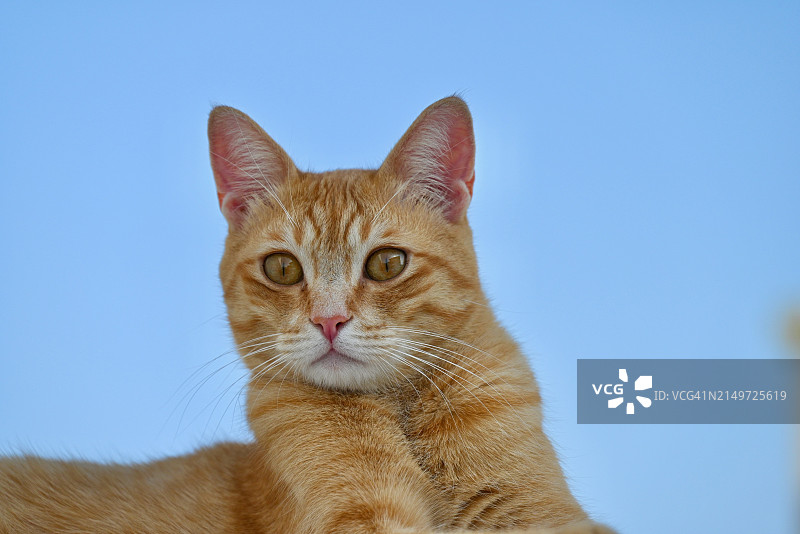 蓝天背景下的猫咪特写 портрет图片素材