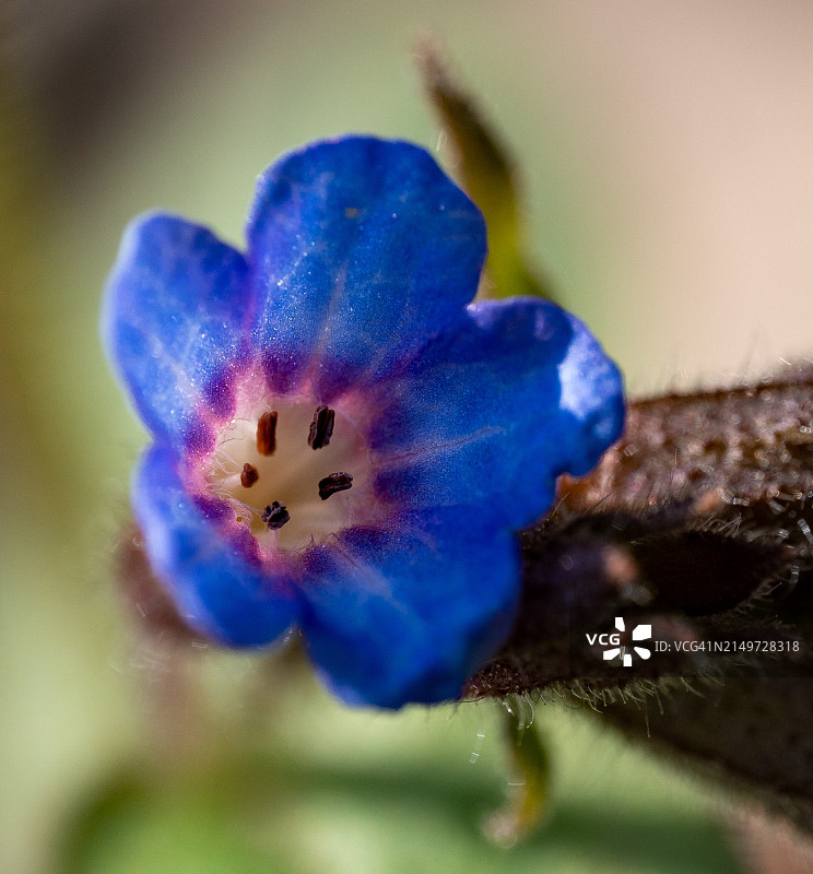 蓝色花朵的特写图片素材