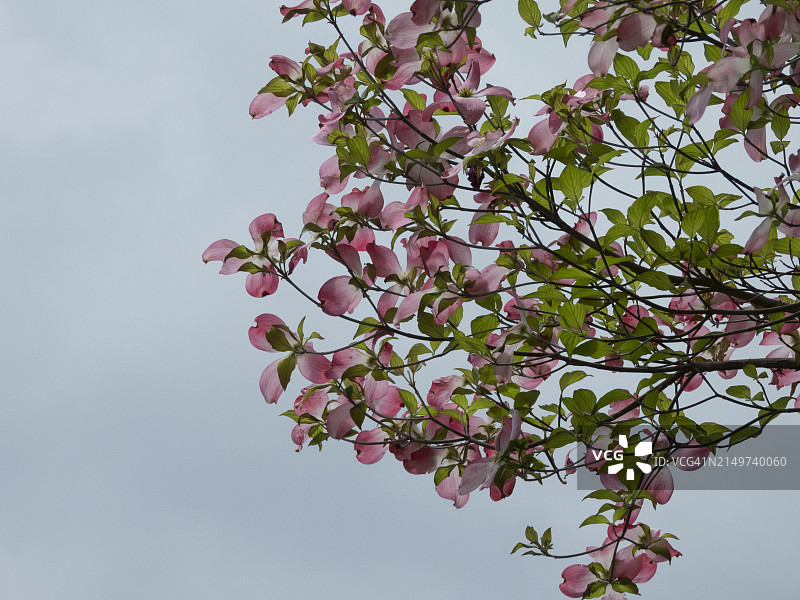 山茱萸树花图片素材