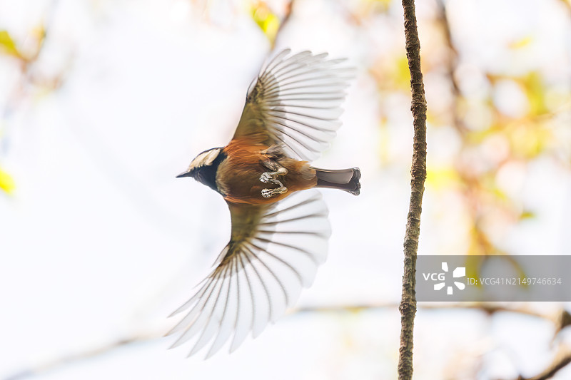 东京小石川植物园的栗背短脚鹟与染井吉野樱花图片素材