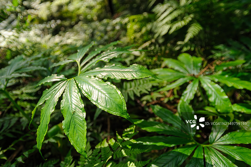 八丈岛浦岛草（Arisaema hatizyoense Nakai, Araceae）图片素材