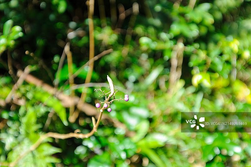 紫珠（白棠子树）果实图片素材