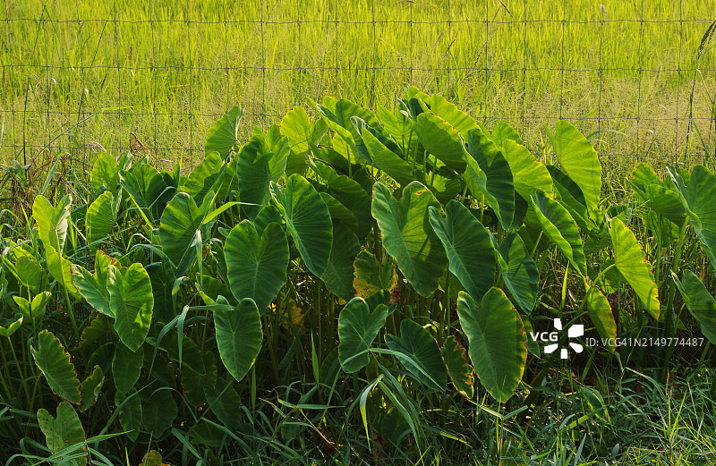 有机农场阳光下的芋头丛图片素材