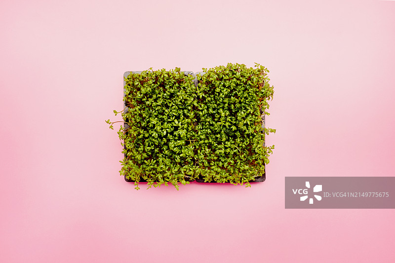 粉色背景上的水芹俯视图图片素材