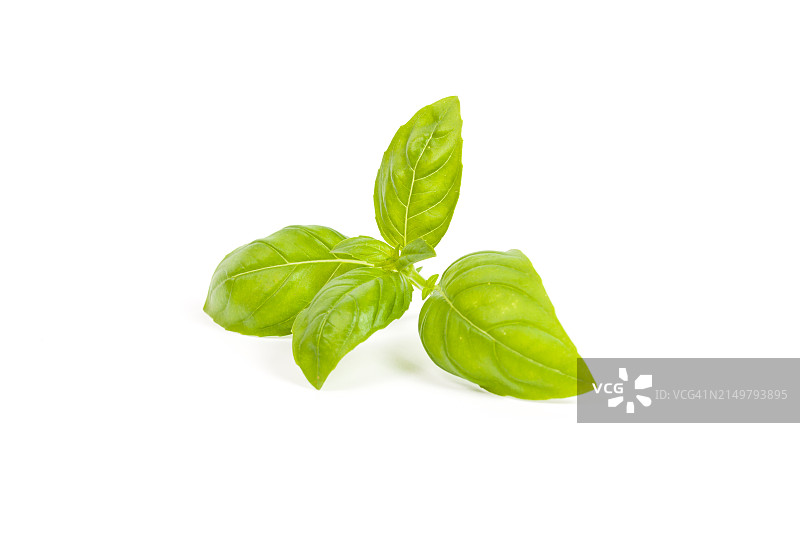 分离的罗勒图片素材