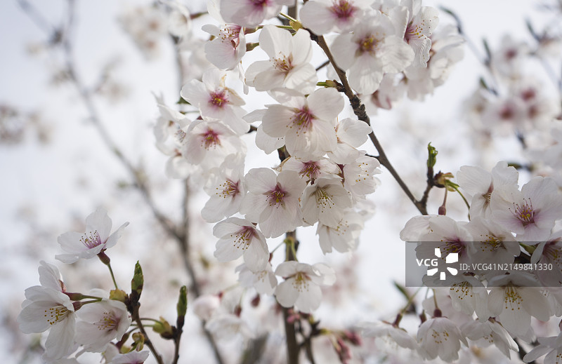 杏花图片素材