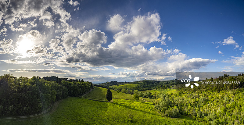 托斯卡纳，埃尔萨河谷的大柏树图片素材