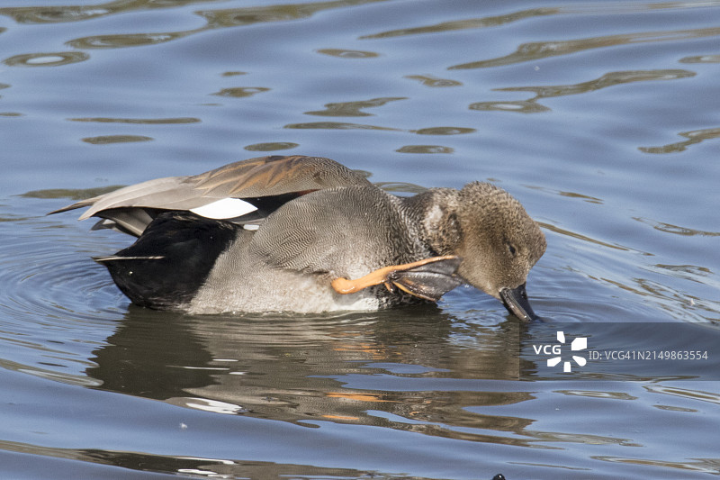 在水中用脚挠痒的雄性赤膀鸭图片素材