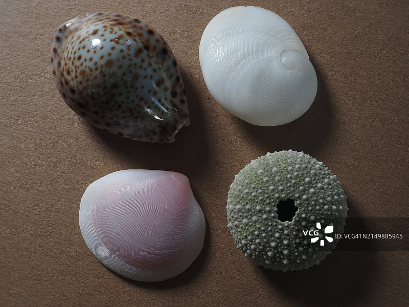 四种贝壳精选图片素材