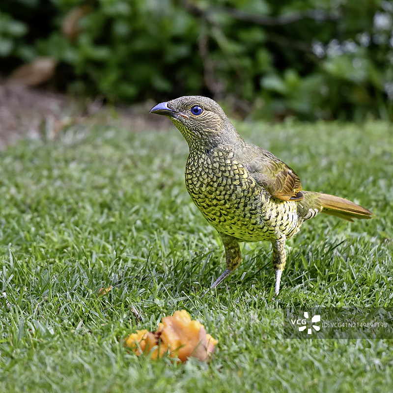雌性缎蓝园丁鸟图片素材