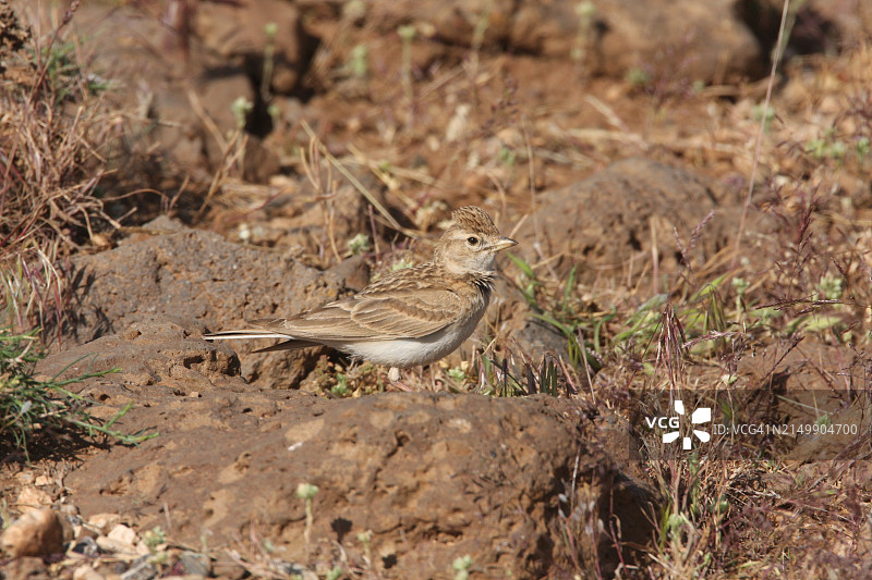 短趾百灵图片素材