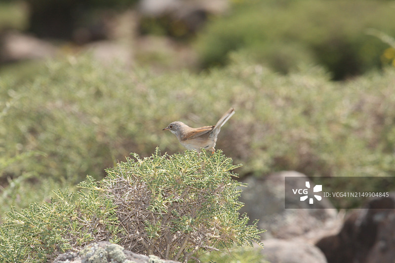 眼镜莺图片素材
